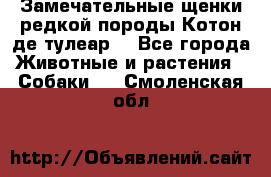 Замечательные щенки редкой породы Котон де тулеар  - Все города Животные и растения » Собаки   . Смоленская обл.
